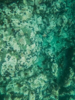 Orange and Black Fish in Water